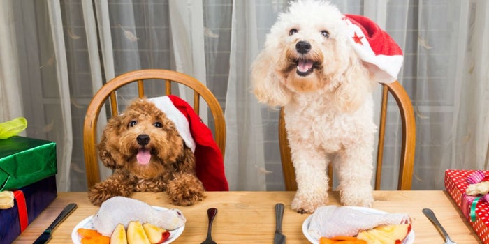 Emprende con cenas de fin de año para mascotas