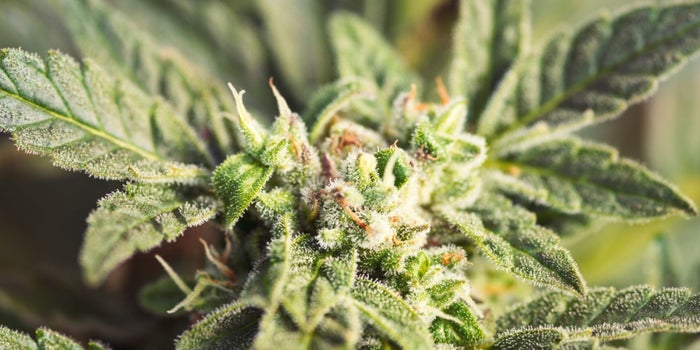 The Year Ahead: Cannabis Legalization in 2018