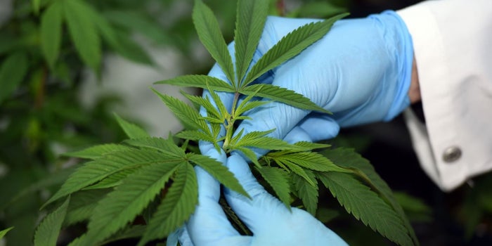 Researchers Recognize an International 'Tide Effect' Driving Worldwide Cannabis Reform