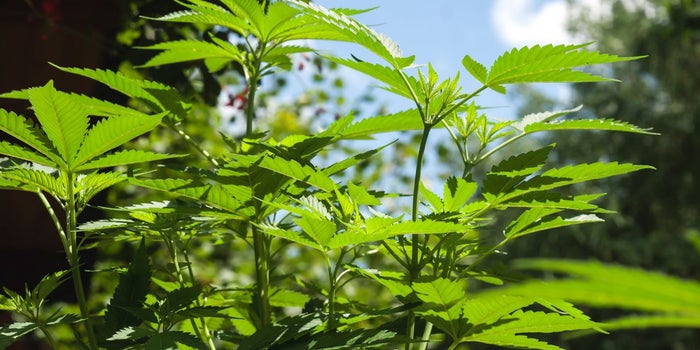 Uruguay Legalized Marijuana and the Crime Rate Has Plummetted