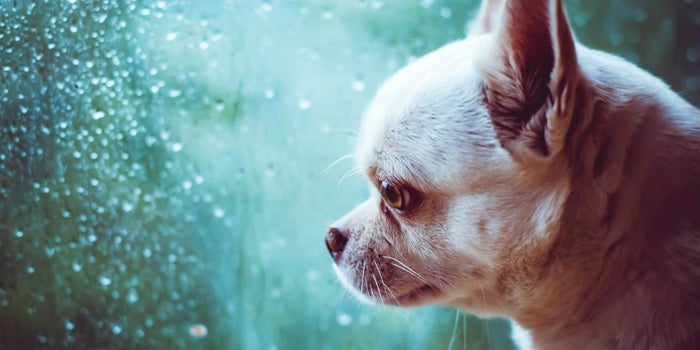 Esta startup te salva de la lluvia sorpresiva