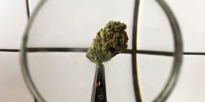 What Better Conditions to Raise Money for Cannabis Businesses Means for Marijuana Entrepreneurs