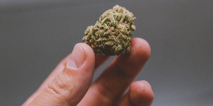 3 Questions to Help You Decide If You Should Open a Cannabis Business