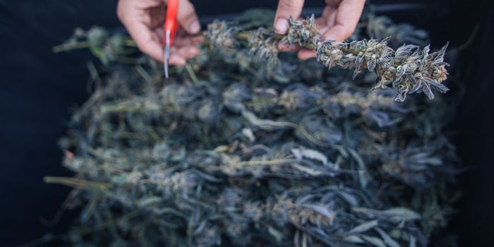 To Touch the Plant or Not: What Type of Cannabis Business Should You Start?