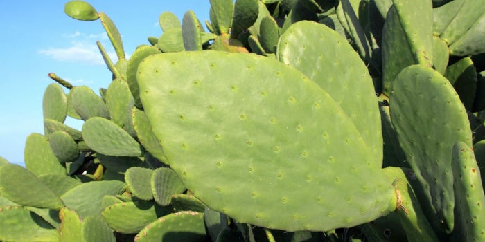 Estudiantes mexicanas desarrollan platos desechables de nopal