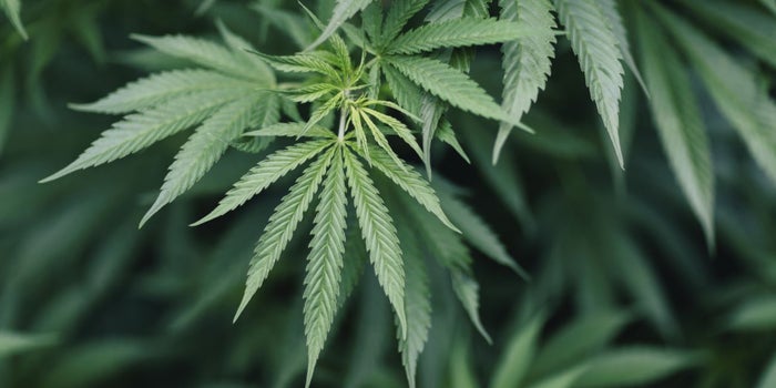 For the Perfect Social-Impact Investment, Look No Further Than Cannabis