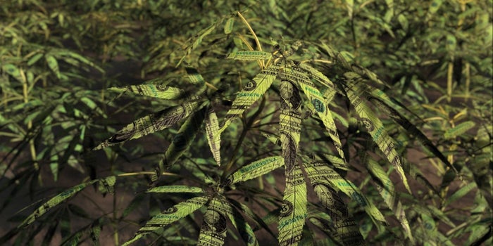 These Are The 4 Big Buzzwords in the Cannabis Industry Right Now
