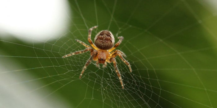 Un repartidor va más allá en el servicio al cliente: se deshace de una araña