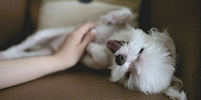 Ellas crearon el Airbnb mexicano para mascotas