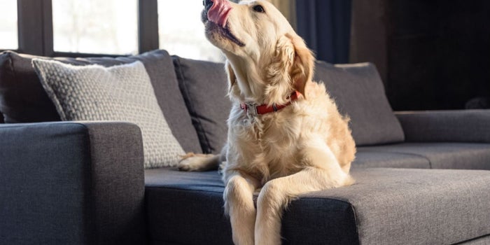 Si te gustan los perros, el nuevo desafío 'What the Fluff' es justo para ti