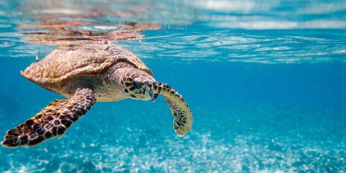 Boing cambia su empaque y ayuda a las tortugas marinas