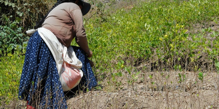 Por qué la coca triunfará sobre el café en Colombia