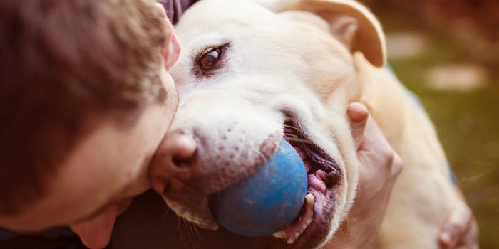 Por qué perder a un perro puede ser tan duro como perder a un familiar
