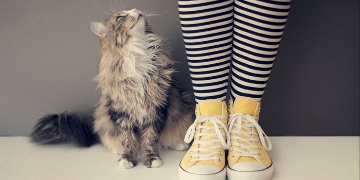 Un parásito presente en la popó de gato aumenta tus probabilidades de ser emprendedor: estudio