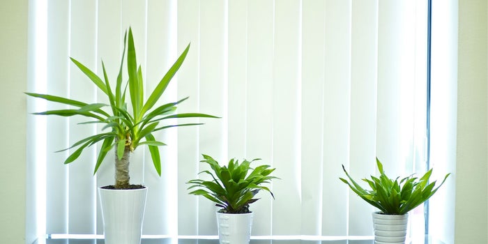 5 plantas que puedes tener en tu oficina en casa (infografía)