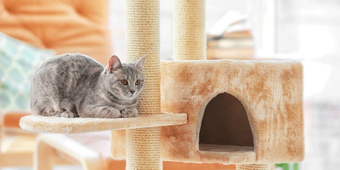 Emprende con mobiliario para gatos