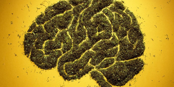 New Study Will Gauge Pot's Effect on Teenage Brains