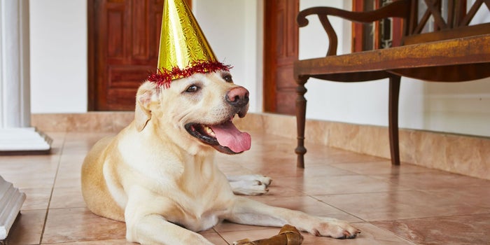 ¿Qué edad tiene mi mascota en años humanos? Un veterinario lo explica