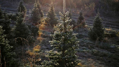 Amazon Will Sell Full-Size, Live Christmas Trees This Holiday Season