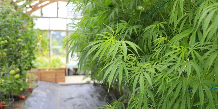 Esta empresa canadiense de marihuana medicinal crece 38% en la Bolsa estadounidense
