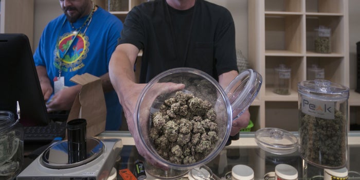 Report: Booming Cannabis Industry to More Than Double Employment Within a Year