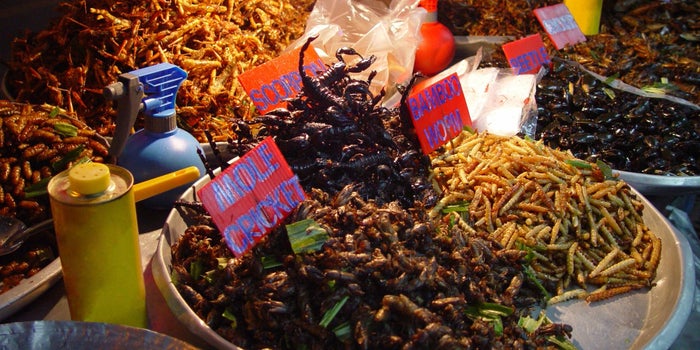¿Los insectos nos salvarán del hambre mundial?