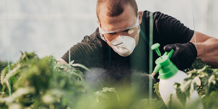 Pesticide Contamination Is a Growing Cannabis Safety Concern