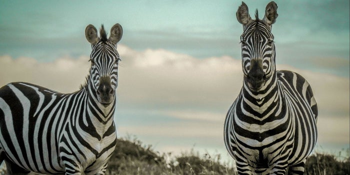 Olvídate de los unicornios. ¡El mundo necesita más 'empresas cebra'!