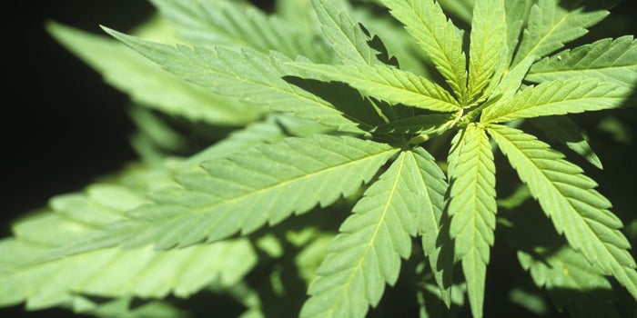 Hemp Clears Legislative Hurdle and Is Poised to Be Legalized