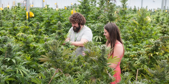 8 Truly Unique Jobs in Cannabis