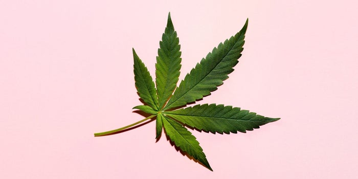 These Social Justice Weed Warriors Are Making a Difference