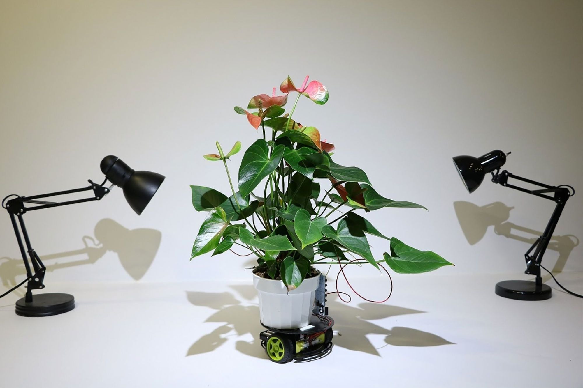 MIT Researchers Create a Robot Houseplant That Moves on Its Own