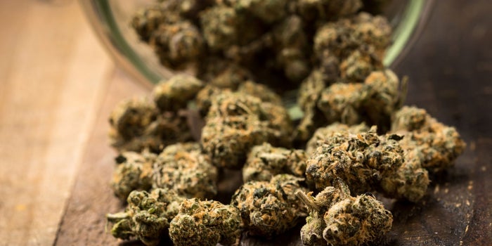 States Are Starting to Certify Organic Cannabis Because the Feds Won't