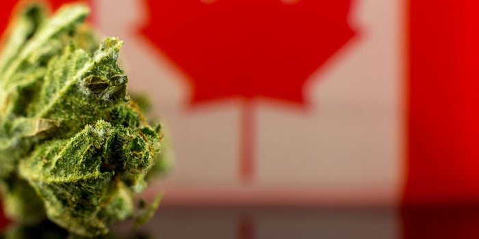 US Cannabis Leaders are Carefully Watching the Looming Canadian Wave