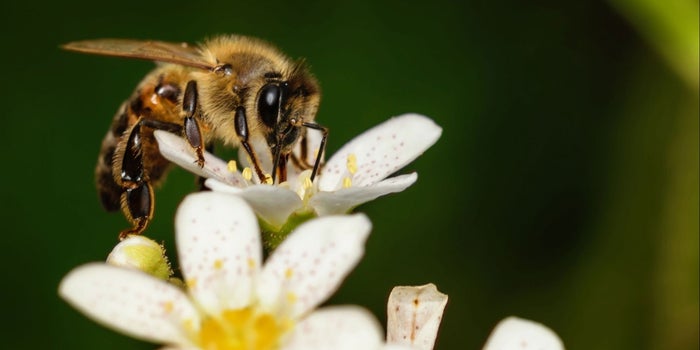 ¿Abejas 'marihuaneras'? Un estudio propone el uso de miel de animales consumidores de cannabis