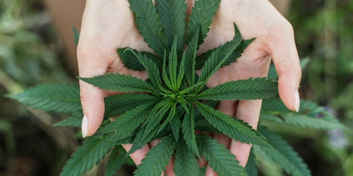La marihuana conquista el mercado cervecero: la matriz de Grupo Modelo quiere desarrollar bebidas con esta planta