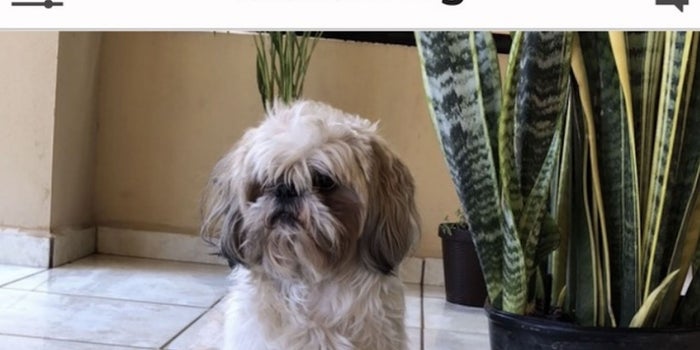 ¿Tu 'suave lomito' necesita un veterinario? Dos jóvenes mexicanos crearon la app que te conecta con todo lo que necesita tu mascota