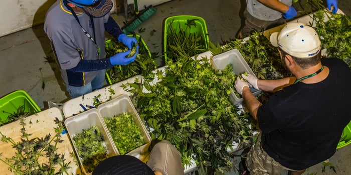 Colorado Cannabis Business Leaders Share Lessons From America's First Adult-Use Market
