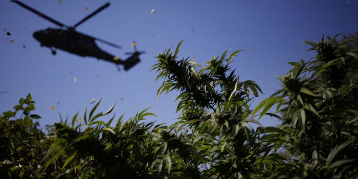 Qui seront les gagnants et les perdants à la fin de la prohibition fédérale du cannabis?
