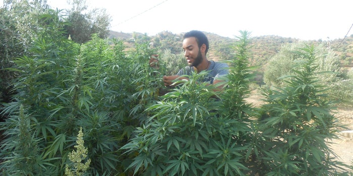High Hopes for the Cannabis Tourism Industry