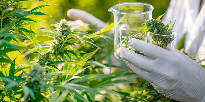 5 Ways Hemp Is a Boon for Health