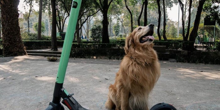 Los monopatines y bicicletas de Grin y Yellow se fusionan para crear la nueva empresa Grow Mobility