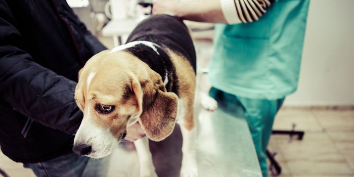 Why Is Your Veterinarian Still Reluctant to Discuss CBD With You?