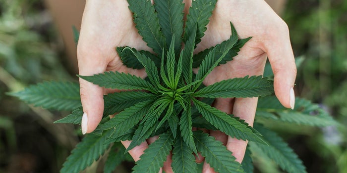Datos que necesitas saber del mercado de la marihuana legal en México