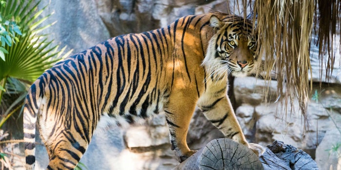 El plan en India que permite que las personas y los tigres convivan en paz