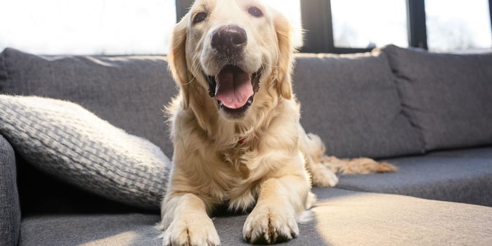 DogHero levanta 7 millones de dólares en inversión