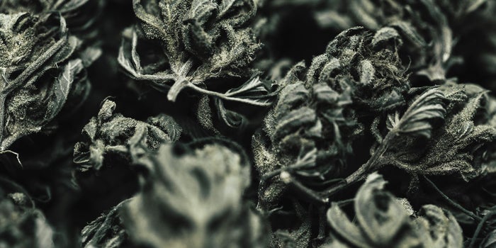 Can You Trust What's in Your Weed?