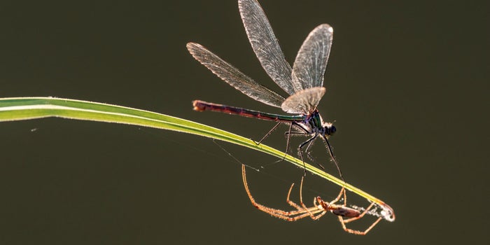 Insectoapocalipsis: ¿Qué pasaría en el mundo si desaparecen los insectos?