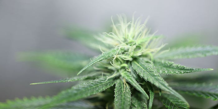 Investigar: lo que (por el momento) puedes hacer si quieres abrir un negocio de cannabis ahora que la Cofepris revocó los permisos