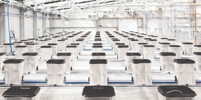These Entrepreneurs Are Letting the Sun Shine on Indoor Cannabis Cultivation